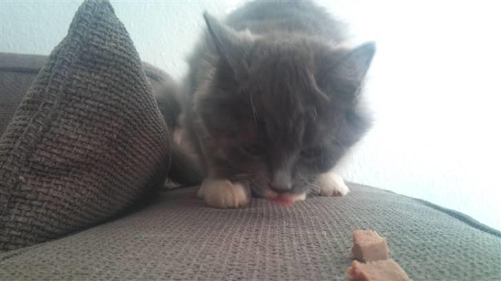 Blanding af racer Luna <3 billede 4