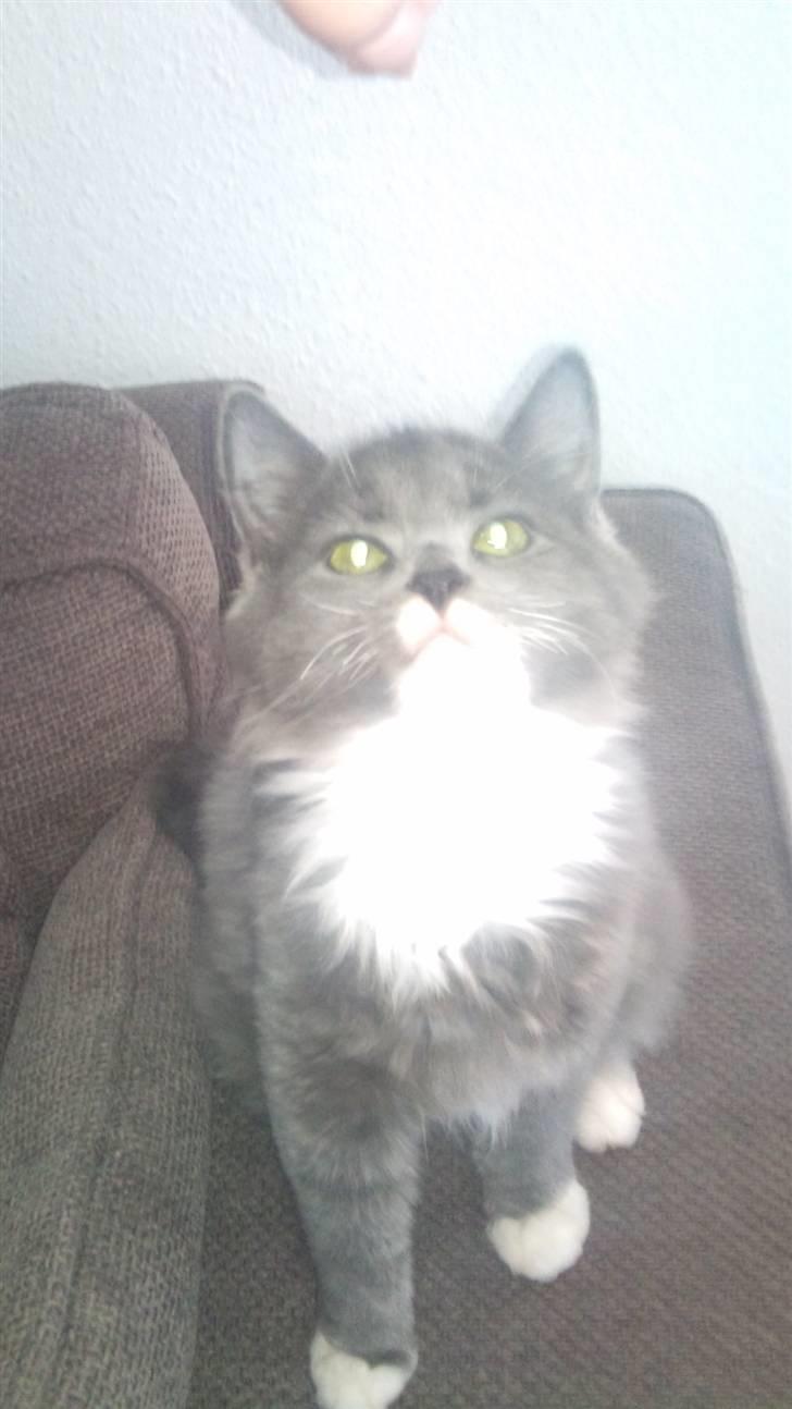 Blanding af racer Luna <3 billede 5