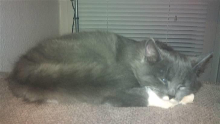 Blanding af racer Luna <3 billede 6