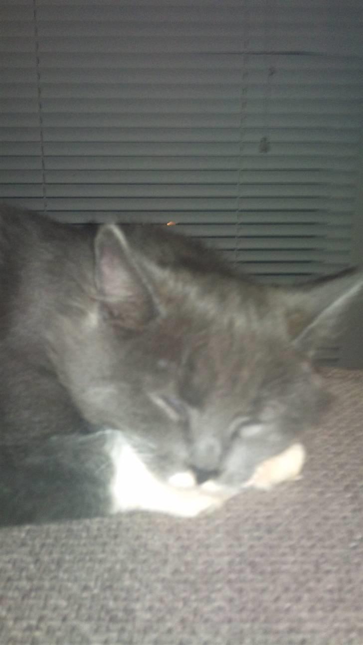 Blanding af racer Luna <3 billede 7