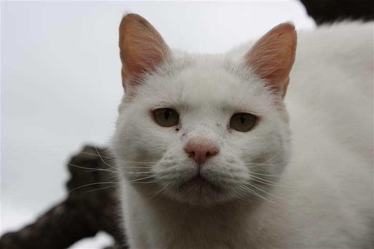 Blanding af racer Bertram - Smukke øjne... billede 12