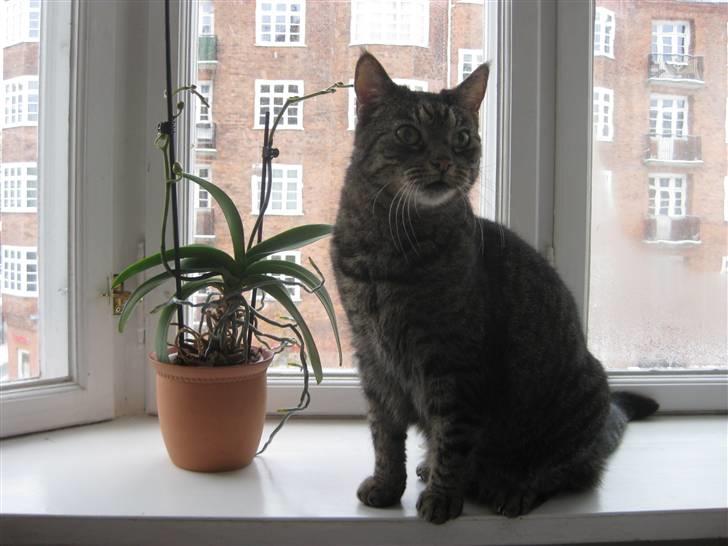 Huskat Benne R.I.P  billede 1