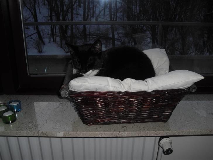 Huskat Morgan billede 13