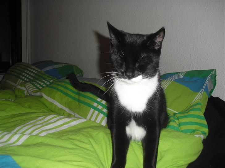 Huskat Morgan billede 14