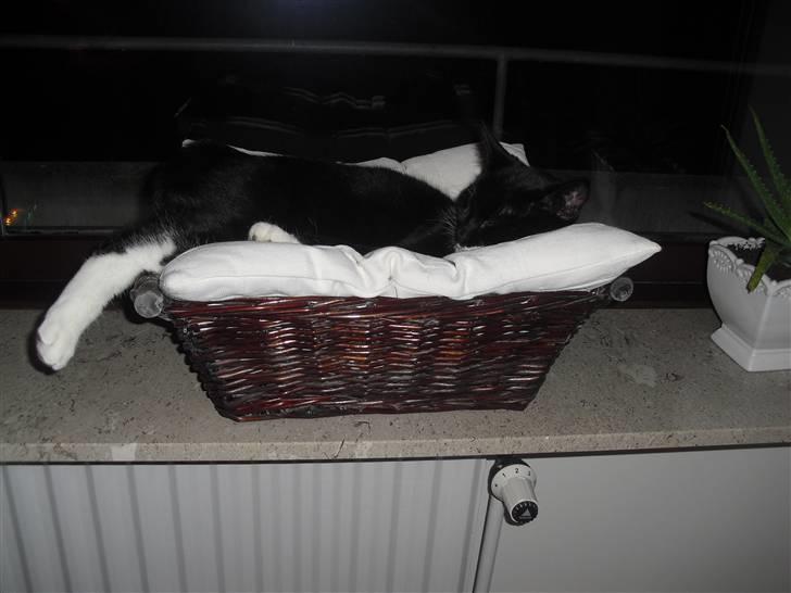 Huskat Morgan billede 15