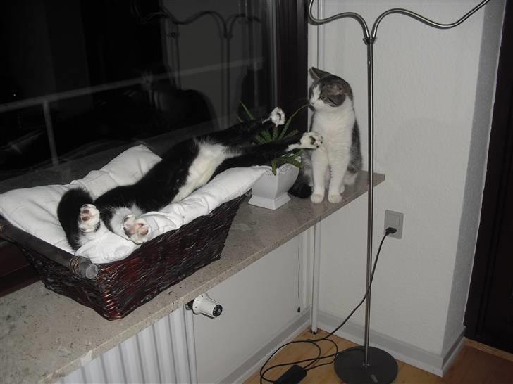 Huskat Morgan billede 16