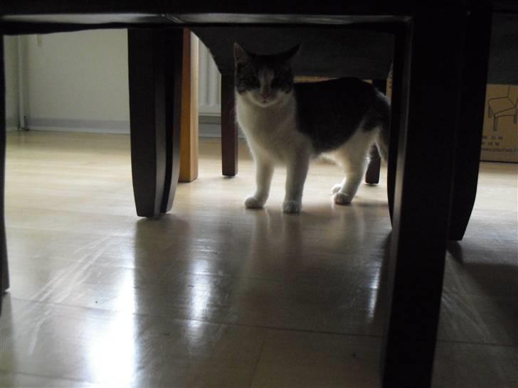 Huskat Mille - På opdagelse billede 2