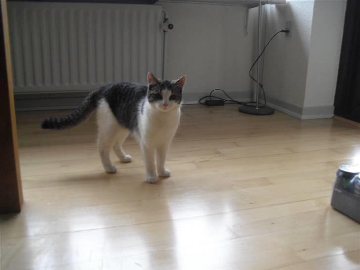 Huskat Mille billede 3