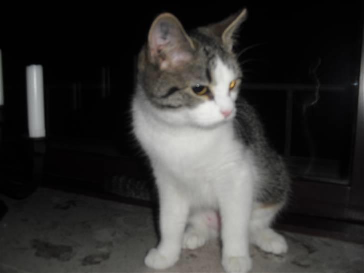 Huskat Mille - SÅ fin billede 4