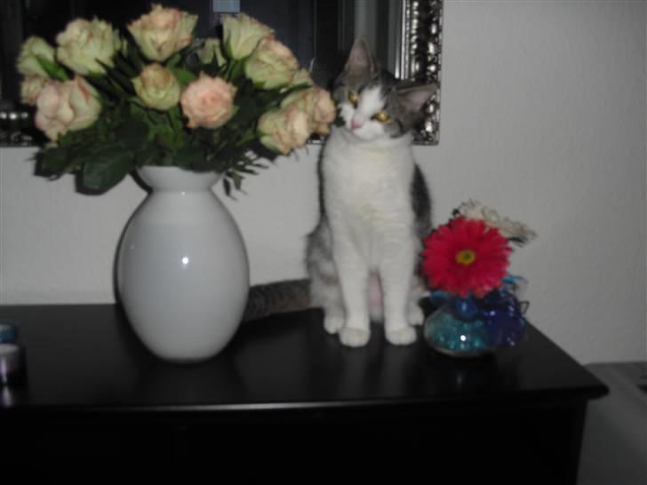 Huskat Mille - En dame elsker da blomster :-) billede 5