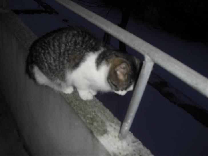 Huskat Mille - Så er jeg ude og blive luftet på terassen :-) billede 6