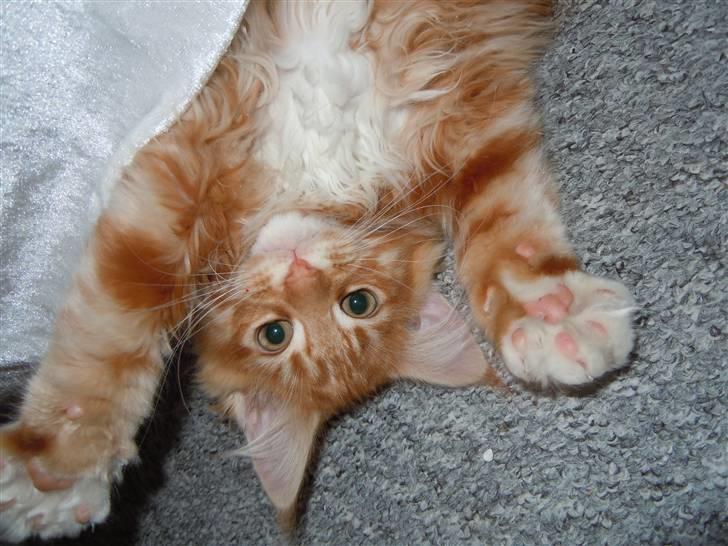 Maine Coon DK Bjørnholts Bernardino billede 1