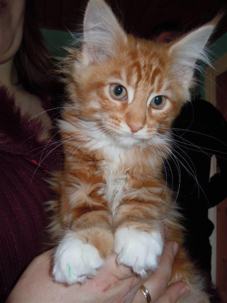 Maine Coon DK Bjørnholts Bernardino billede 2