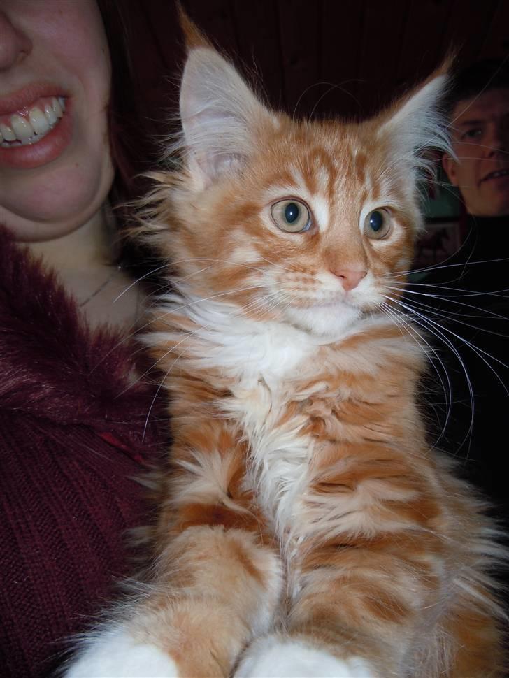 Maine Coon DK Bjørnholts Bernardino billede 3