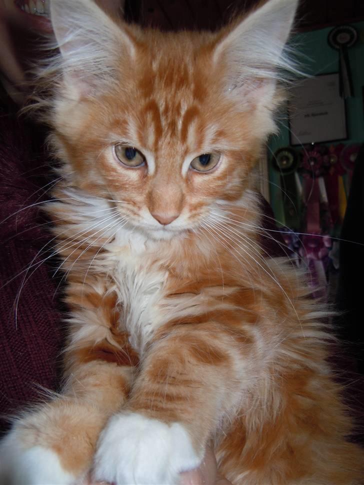 Maine Coon DK Bjørnholts Bernardino billede 4