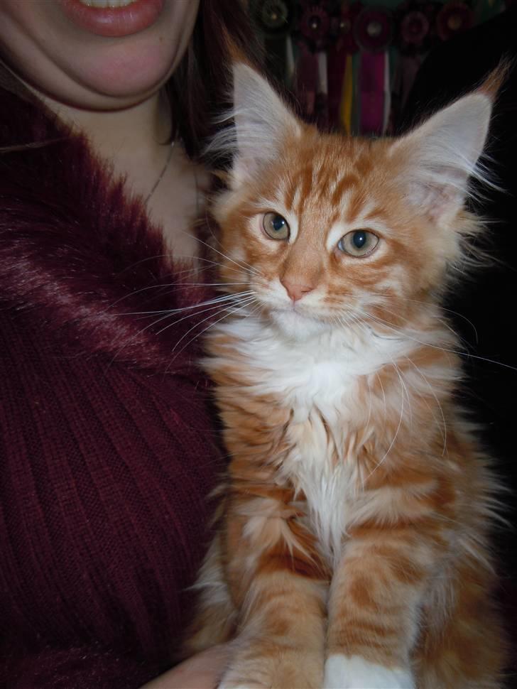 Maine Coon DK Bjørnholts Bernardino billede 5