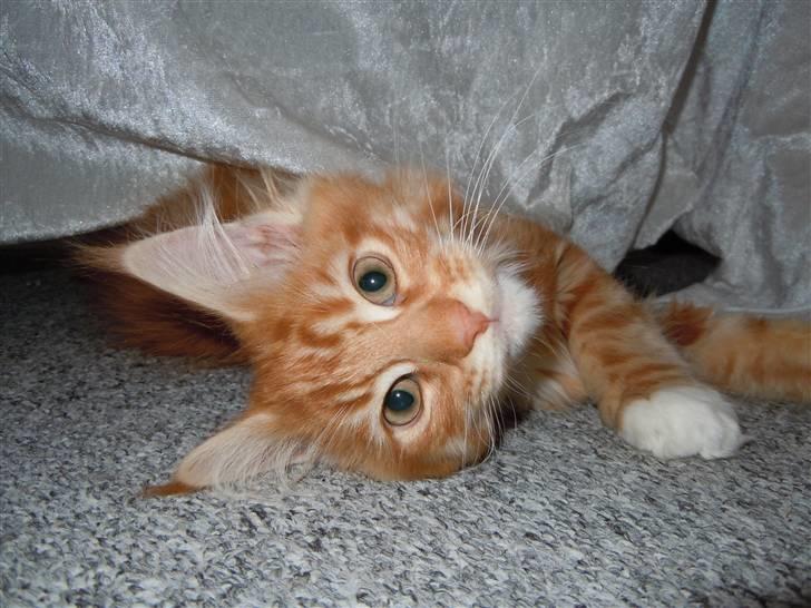 Maine Coon DK Bjørnholts Bernardino billede 6