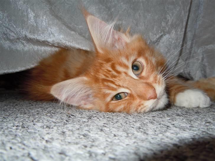 Maine Coon DK Bjørnholts Bernardino billede 7