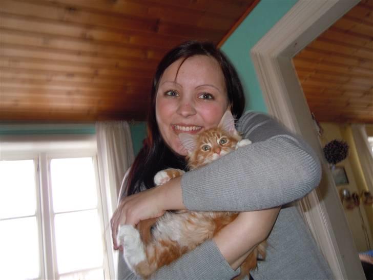 Maine Coon DK Bjørnholts Bernardino billede 8