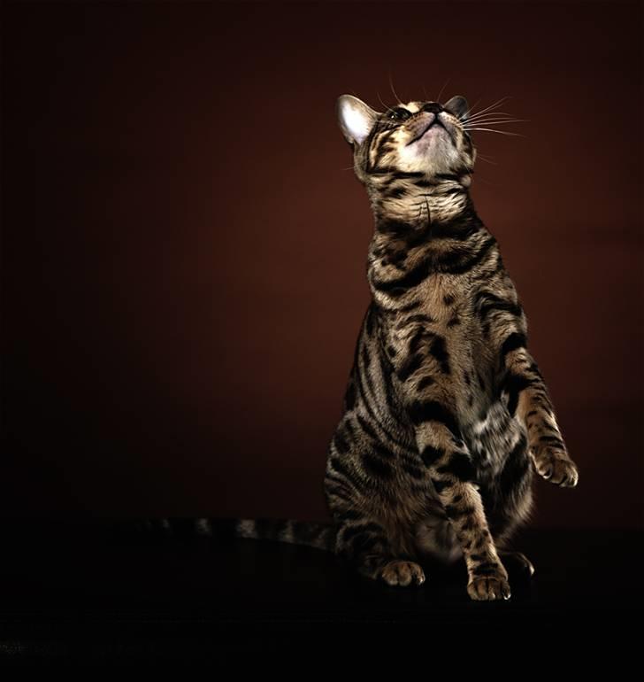 Bengal DK-Wild-diamond light in  billede 13