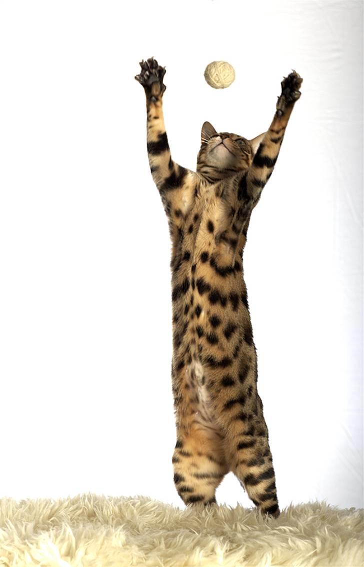 Bengal DK-Wild-diamond light in  billede 14