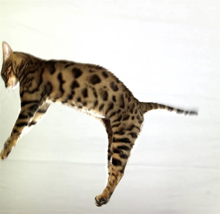 Bengal DK-Wild-diamond light in  billede 15