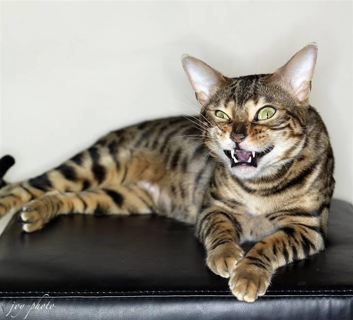 Bengal DK-Wild-diamond light in  billede 16