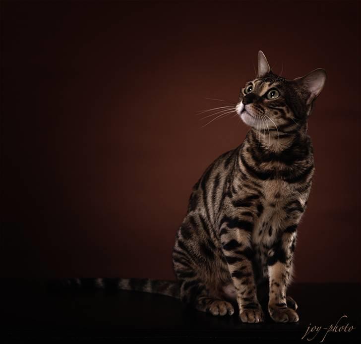 Bengal DK-Wild-diamond light in  billede 17
