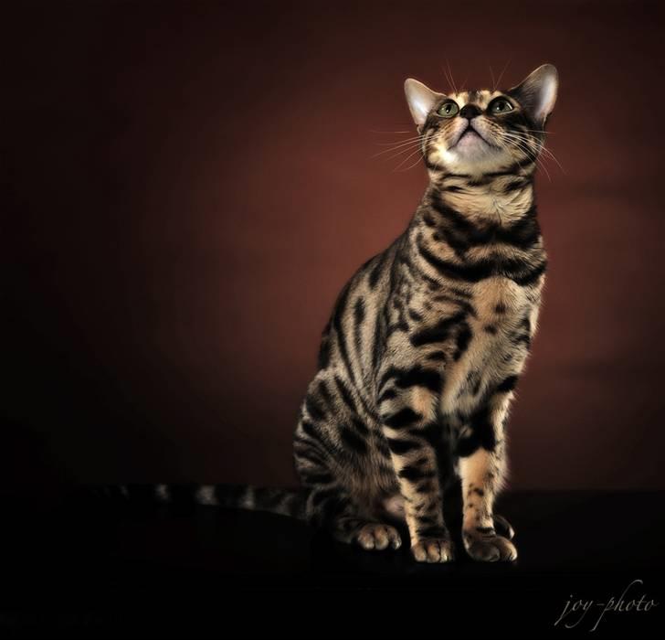 Bengal DK-Wild-diamond light in  billede 18