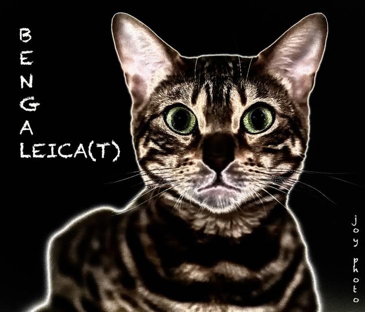 Bengal DK-Wild-diamond light in  billede 19