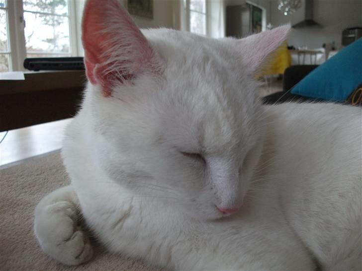 Blanding af racer Ditte billede 5