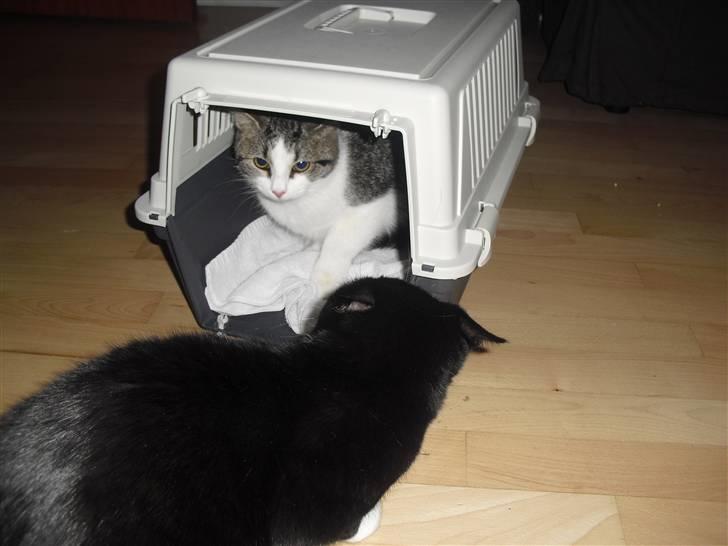 Huskat Mille - Første gang Morgan ser sin nye legekammerat billede 7