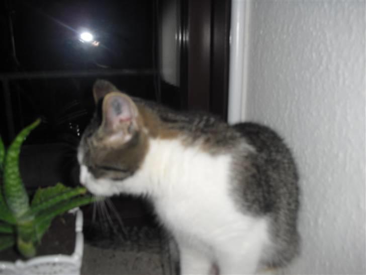 Huskat Mille - Mille elsker blomster billede 8