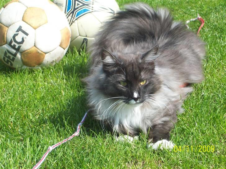 Norsk Skovkat Blaesborgs Albert - sommer og fodbold billede 2