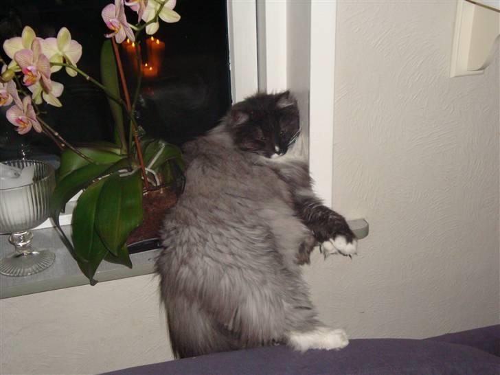 Norsk Skovkat Blaesborgs Albert - Nej, nej...Jeg er ikke for tyk. Jeg kan sagtens være her billede 3