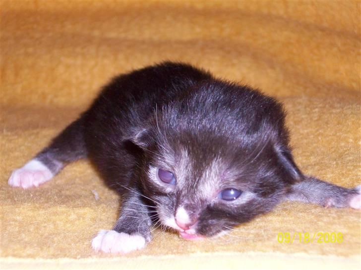 Norsk Skovkat Blaesborgs Albert - kun en uge gammel billede 4