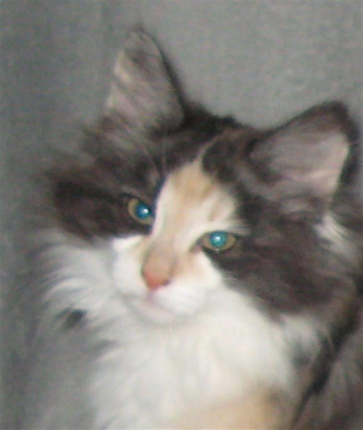 Norsk Skovkat Bodil billede 1