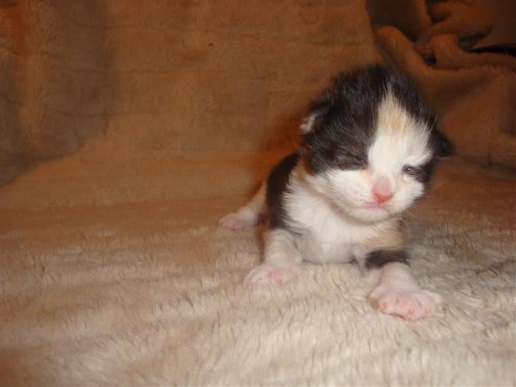 Norsk Skovkat Bodil - Kun en uge gammel billede 2