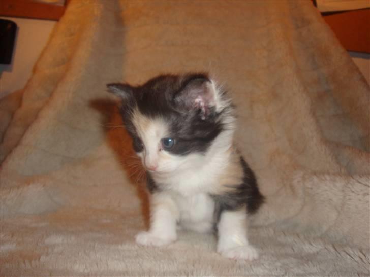 Norsk Skovkat Bodil - 4 uger gammel billede 3