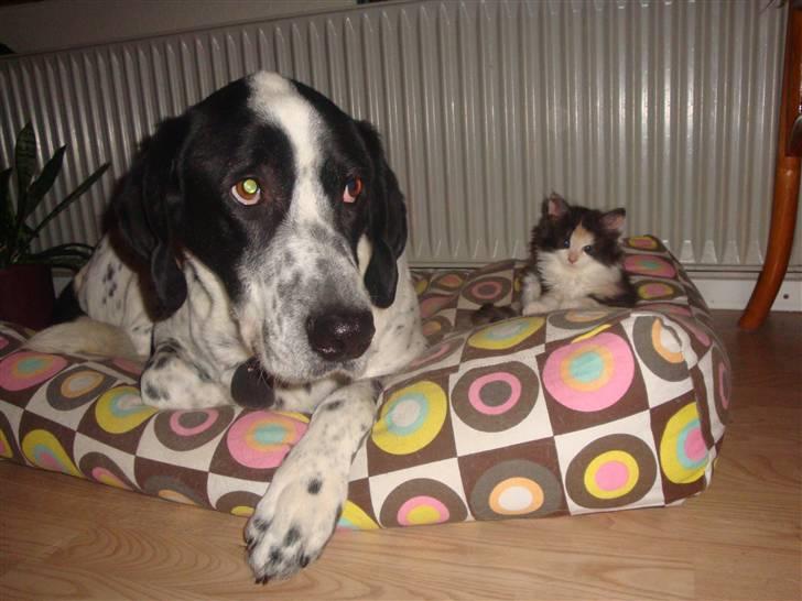 Norsk Skovkat Bodil - Ikke bange for noget da billede 4