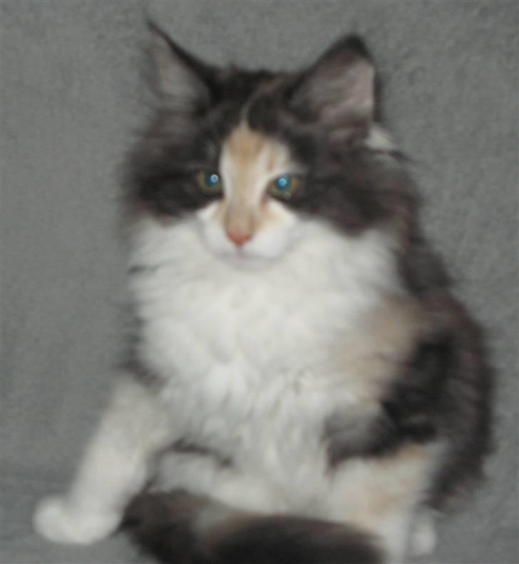 Norsk Skovkat Bodil billede 5