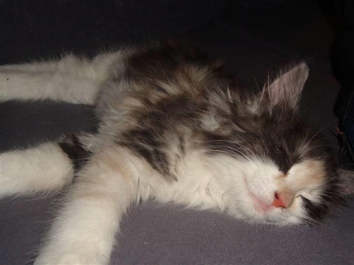 Norsk Skovkat Bodil billede 6