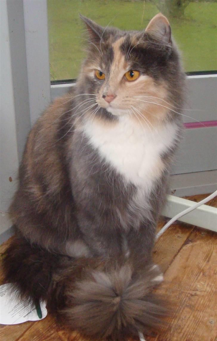 Norsk Skovkat Dora billede 1