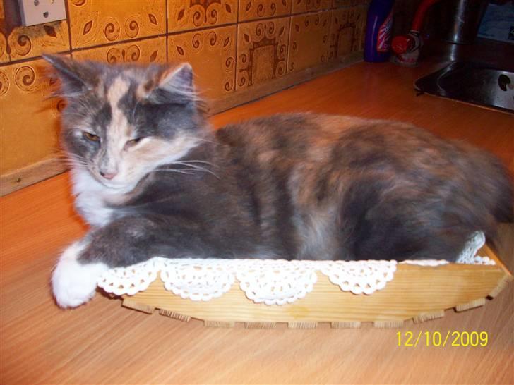 Norsk Skovkat Dora - Yndlingssovested billede 2