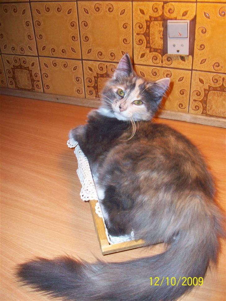 Norsk Skovkat Dora - Yndligssovested billede 3