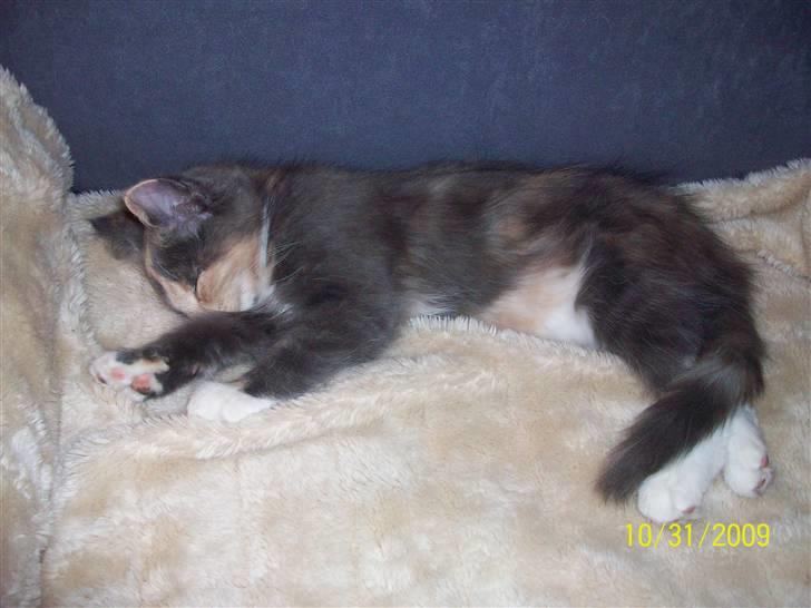 Norsk Skovkat Dora - 12 uger gammel og lige ankommet til vores familie billede 4