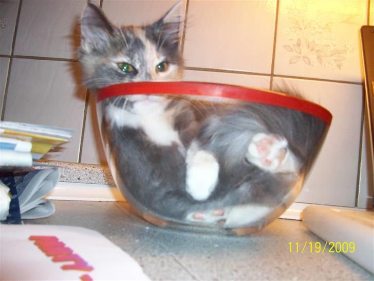 Norsk Skovkat Dora - trygt og godt billede 5