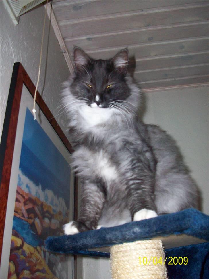 Norsk Skovkat Blaesborgs Albert billede 5