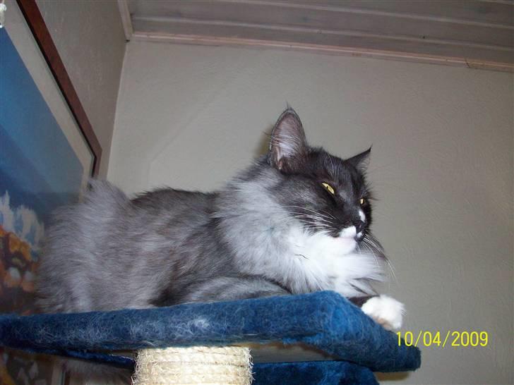 Norsk Skovkat Blaesborgs Albert billede 6