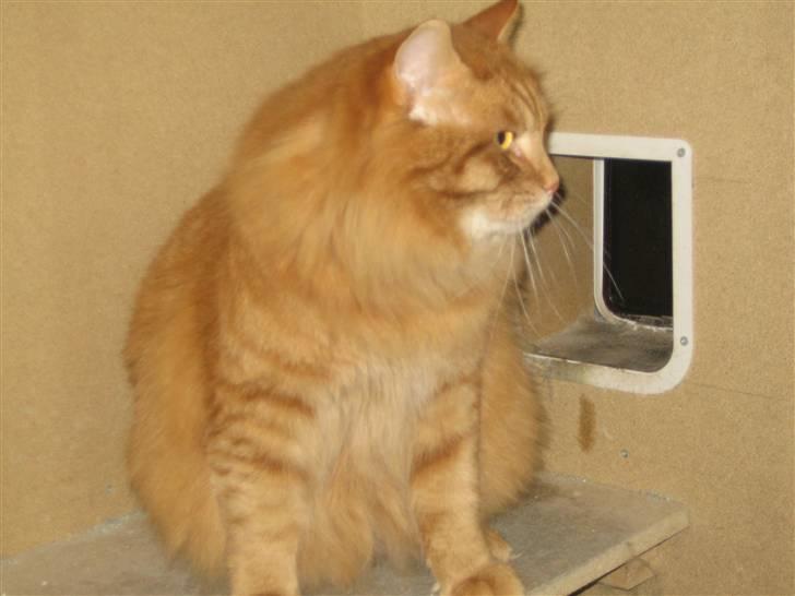 Kurilean Bobtail GIC.Ataman Kurilkot billede 13